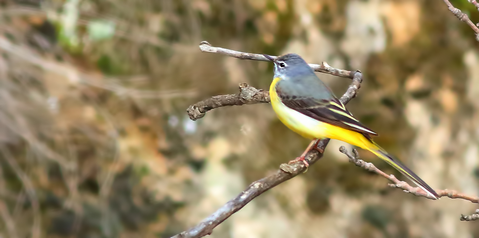 Gray Wagtail